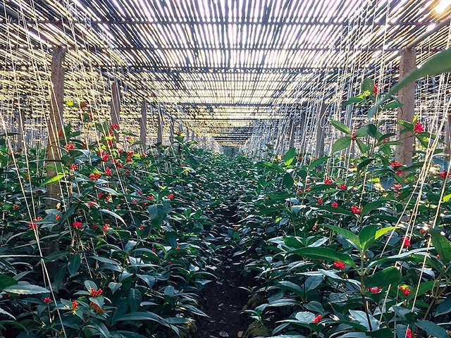 竹スの中で育つ千両